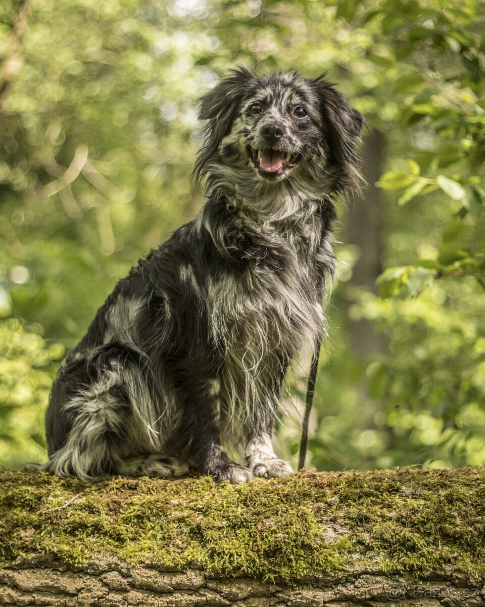 Pyrenejský ovčák - štěňátka s PP - 8