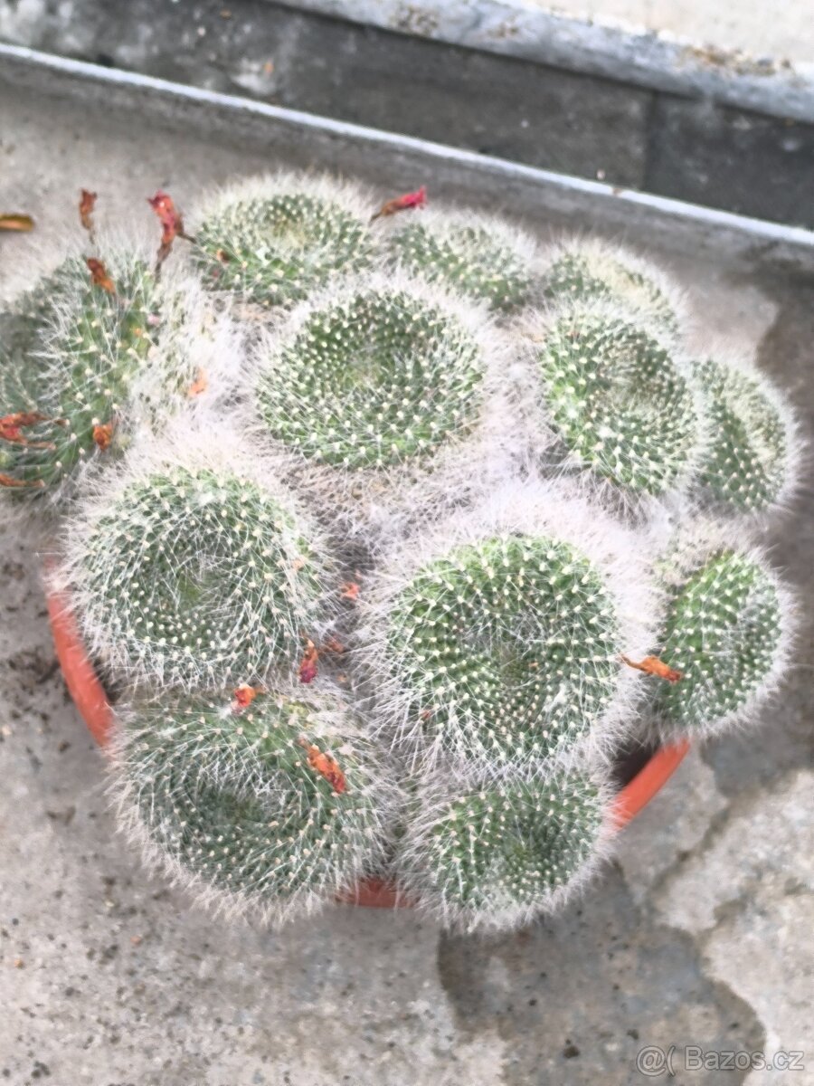 Kaktusy - 8