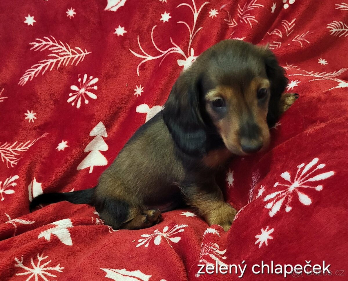 Jezevčík dlouhosrstý trpasličí - 8