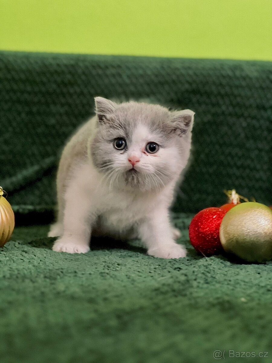 Britský kocour - 8