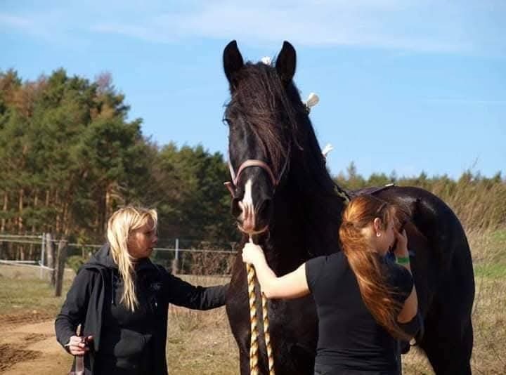 Shire horse hřebec - 8