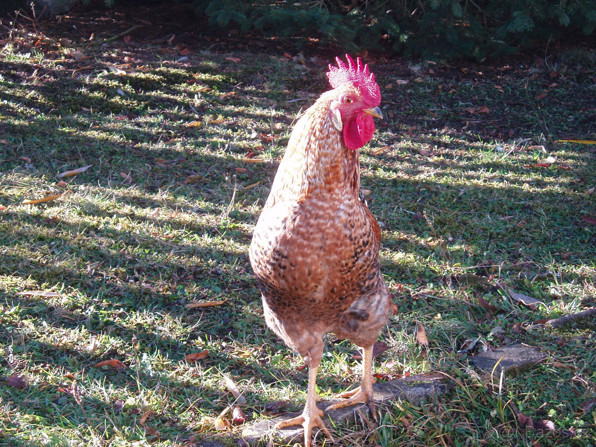 Prodám kohouta do chovu - 8