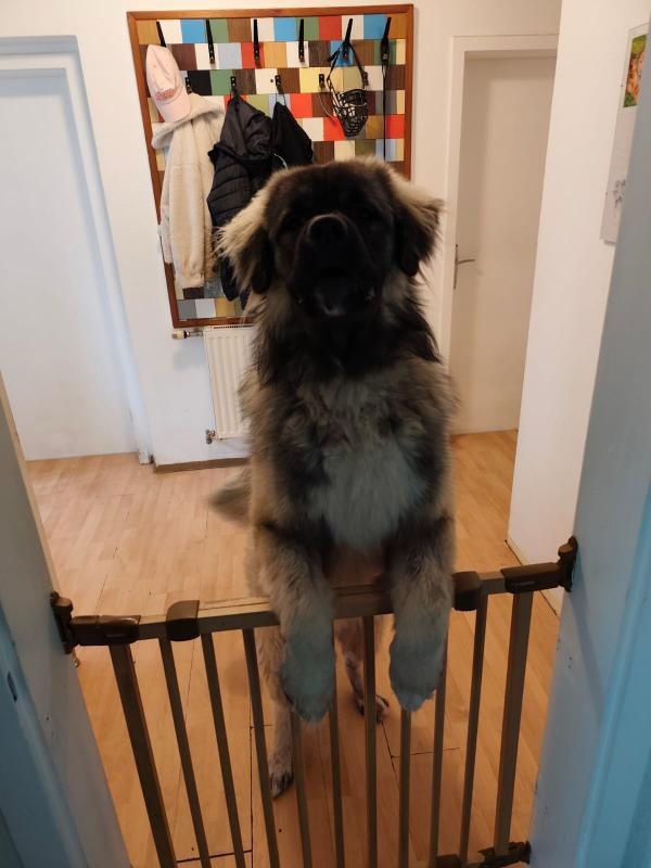 Kavkazský pastevecký pes - 8