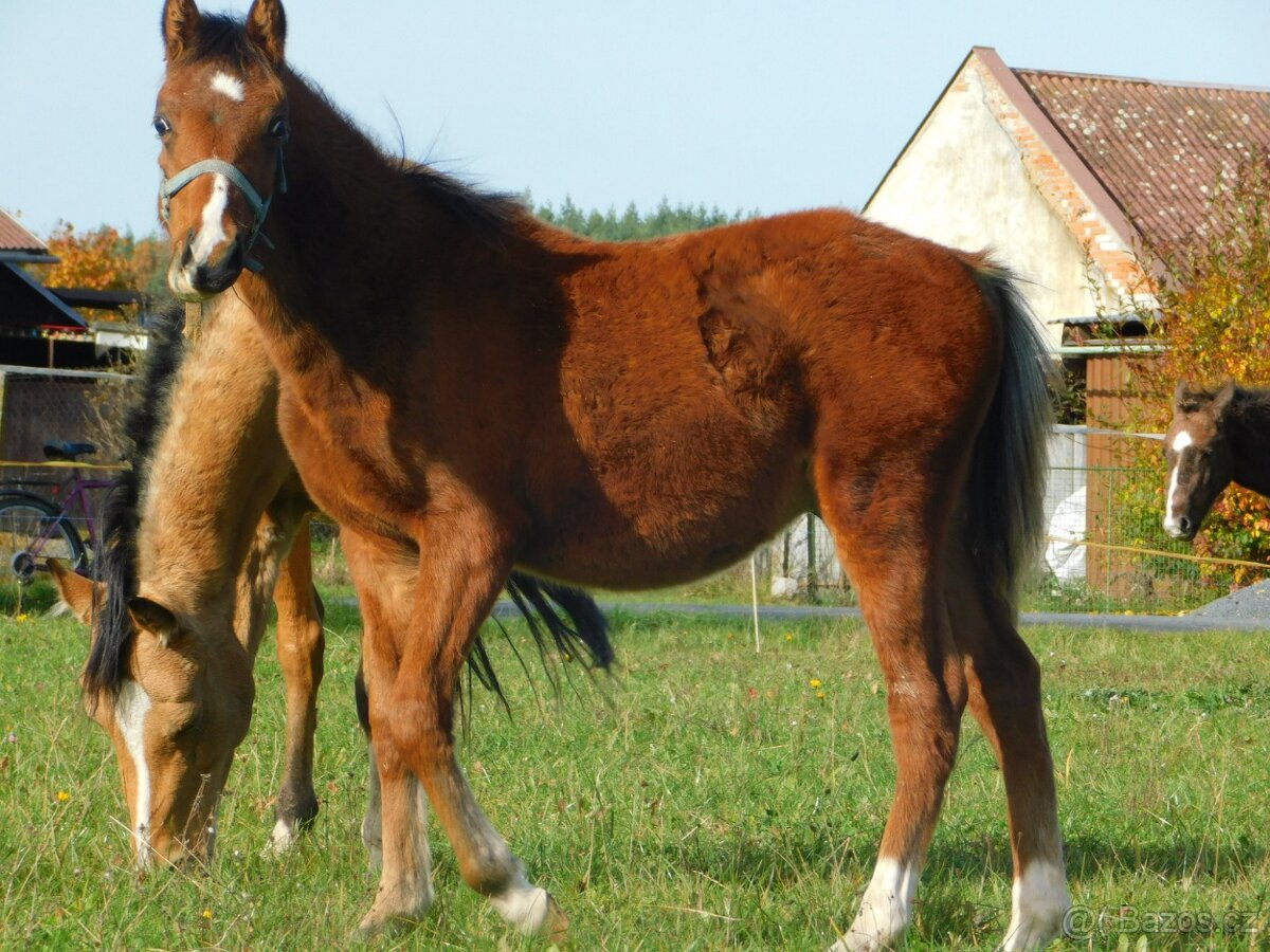letošní hřebeček pony - 8