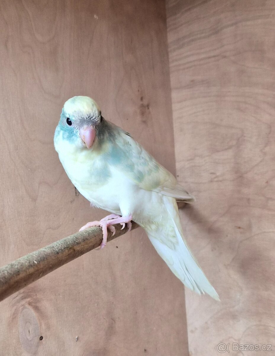 Kakariki rudočely - 8