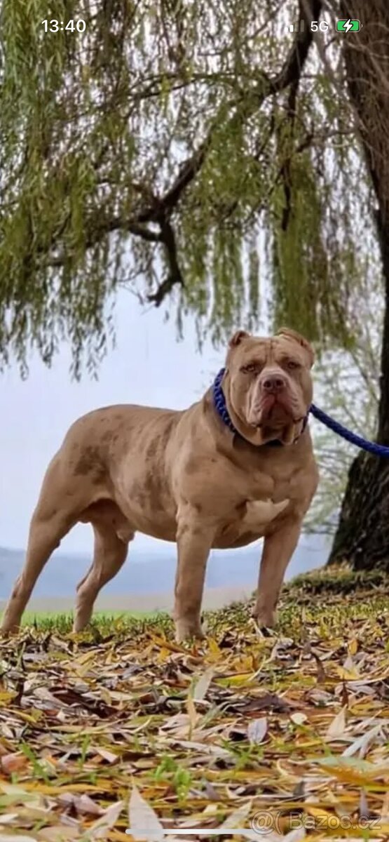 American Bully XL - 8