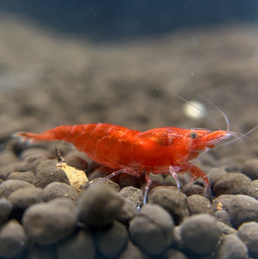 Krevetky, vlastný odchov, posielam bezpečne cez Zásielkovňu. - 8