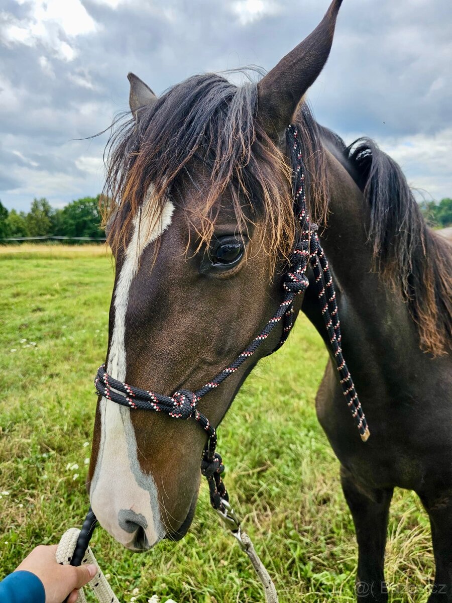 Lusitano klisna nar. 5/2024 - 8