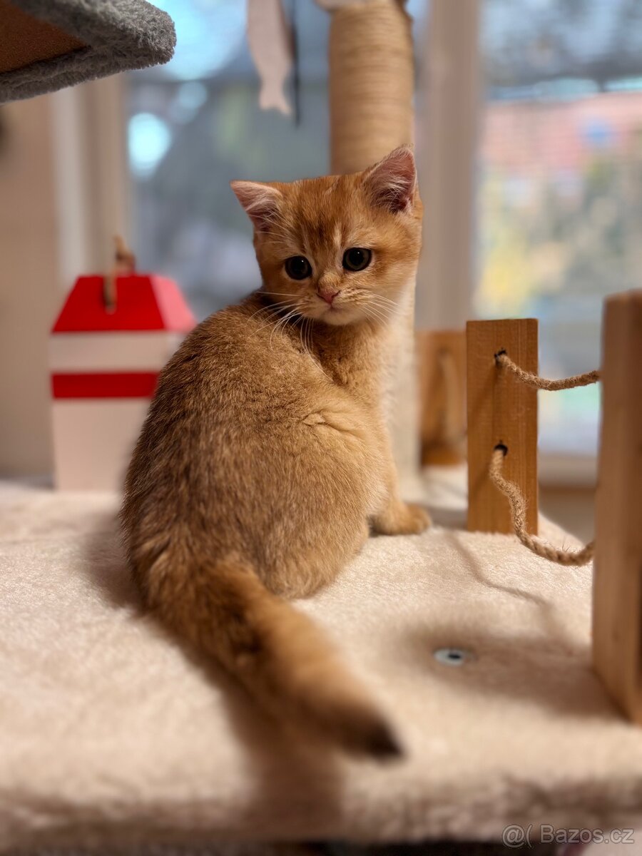 Luxusní zlata britská činčila koťata s PP pro chov - 8