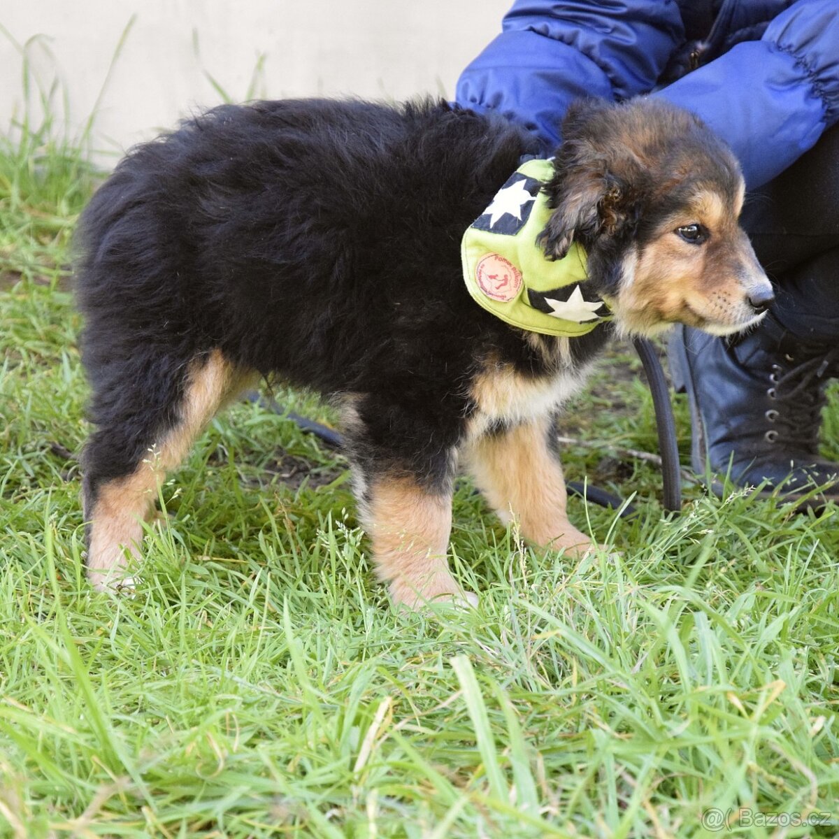 Barón - malý sluníčkový poklad hledá svůj domov ☀️ - 8