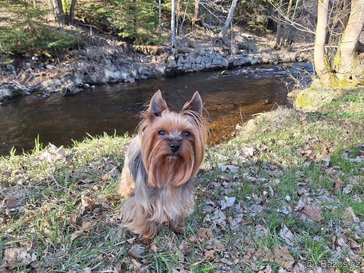 Jorkšírský teriér krytí, připuštění - 8