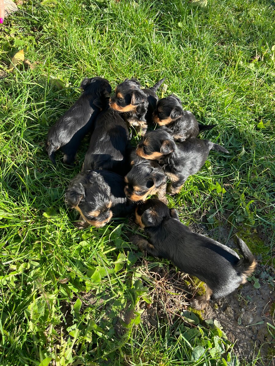 Štěňátka yorkšíra bez PP - 8