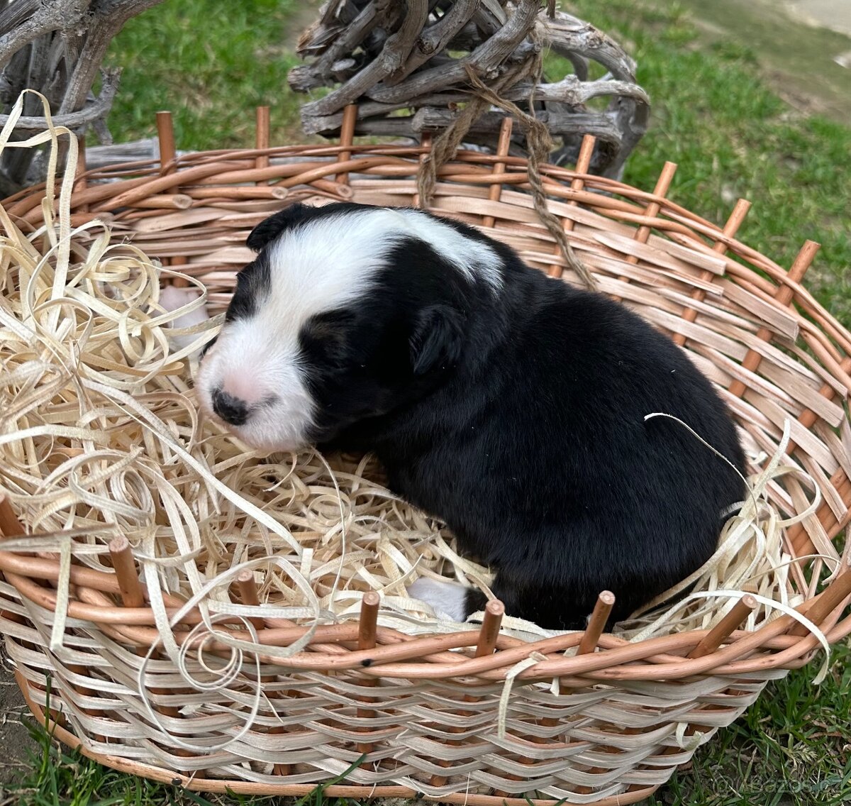 Miniatúrní americký ovčák - 8