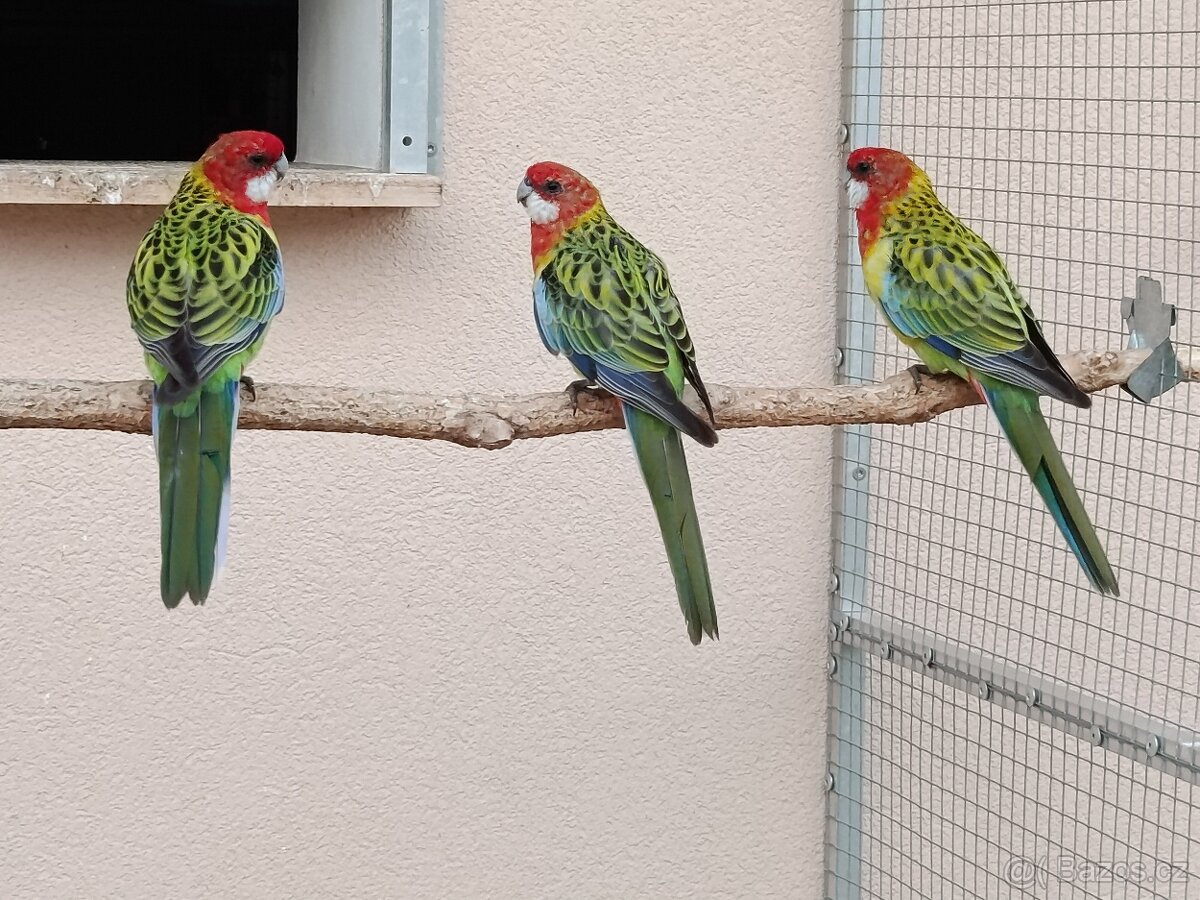 Prodám rosela pestrá nádherná - 8