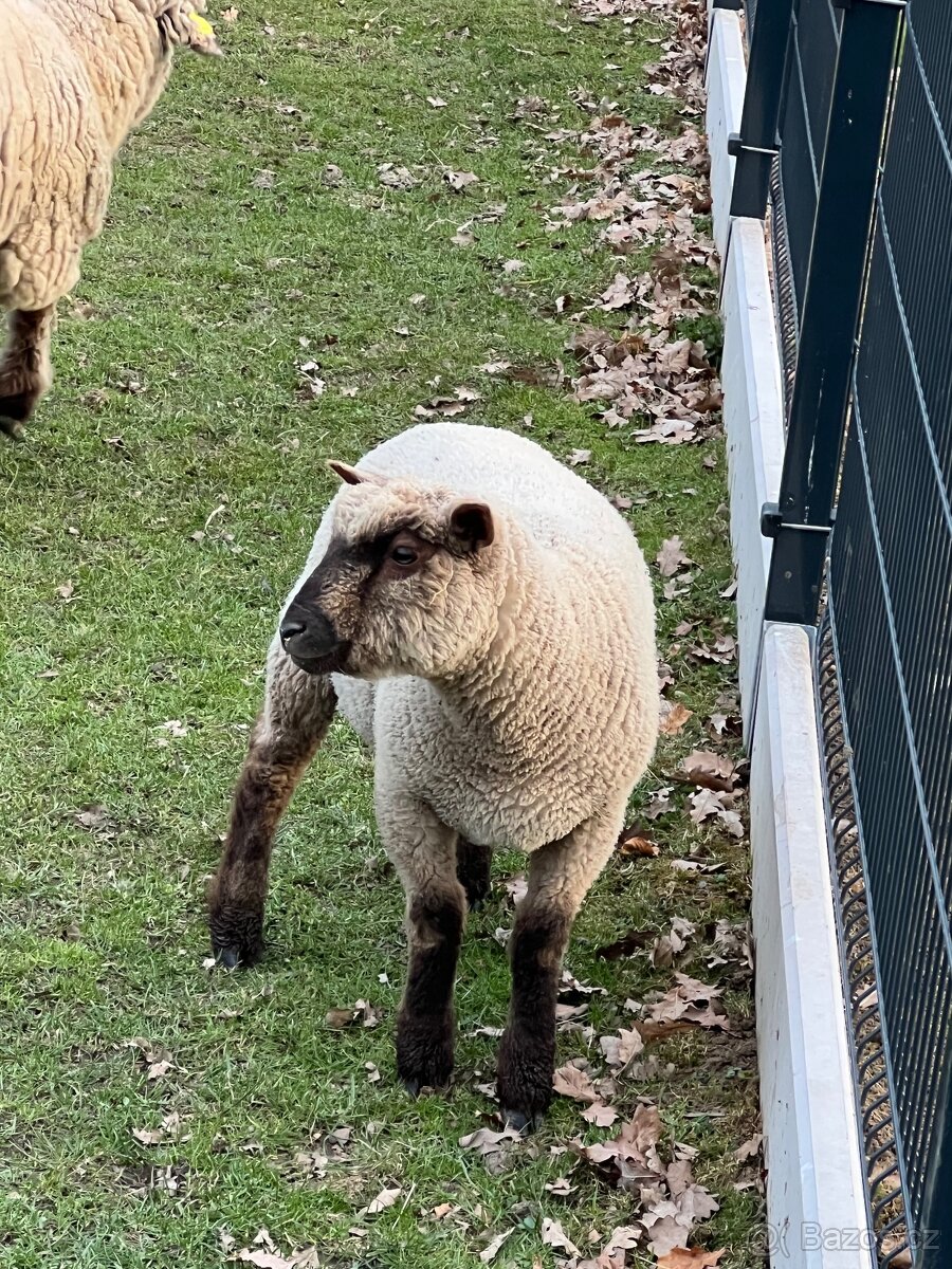 Jehně Charollais - 8