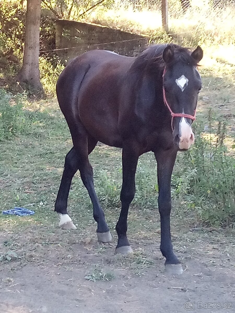 Shagya arab - 8