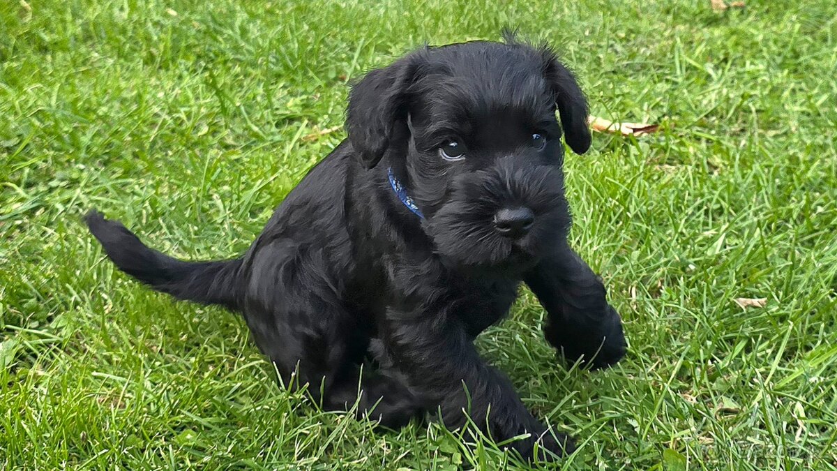 Knírač malý černý - 8