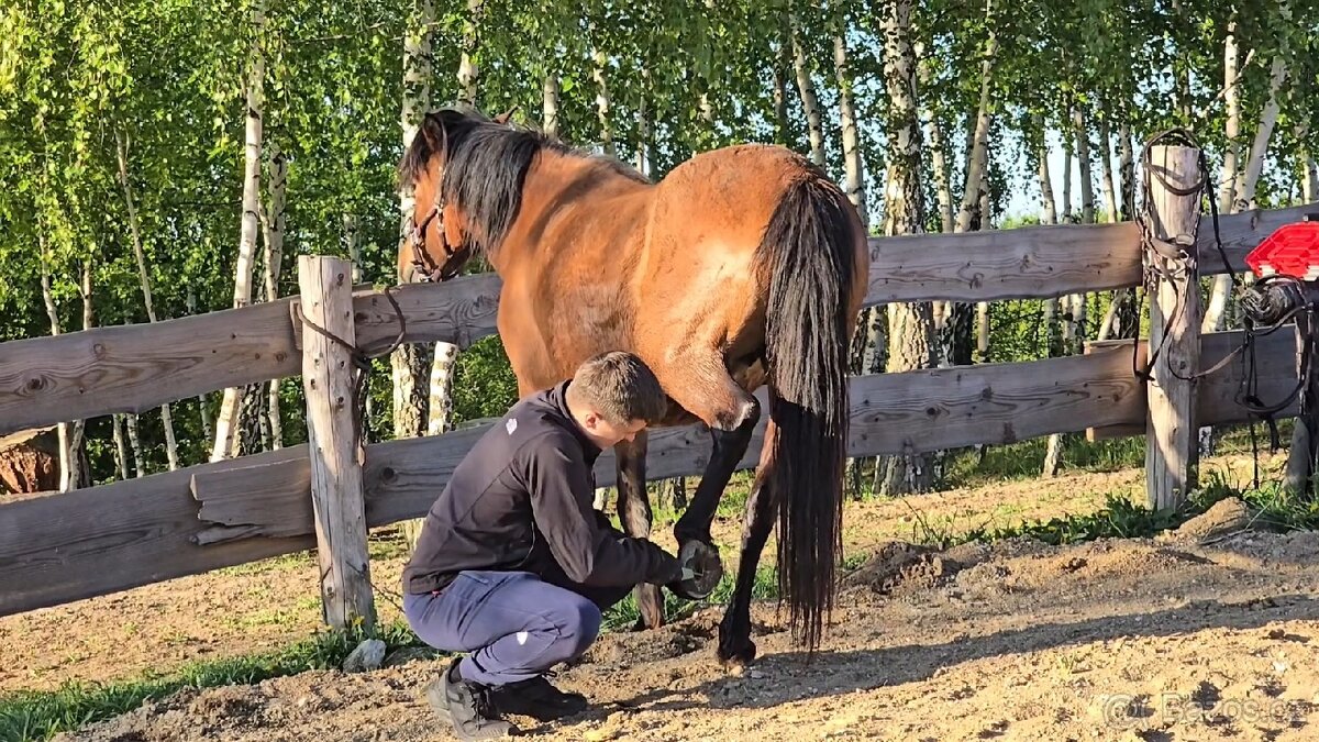 Huculská klisna, hucul, rekreace, vyjížďky, hipoterapie. - 8