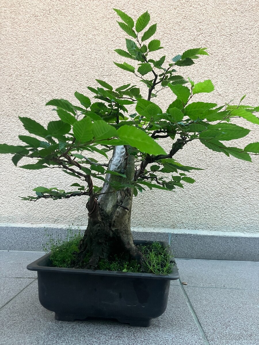 Bonsai, Bonsaj, habr obecný - 8