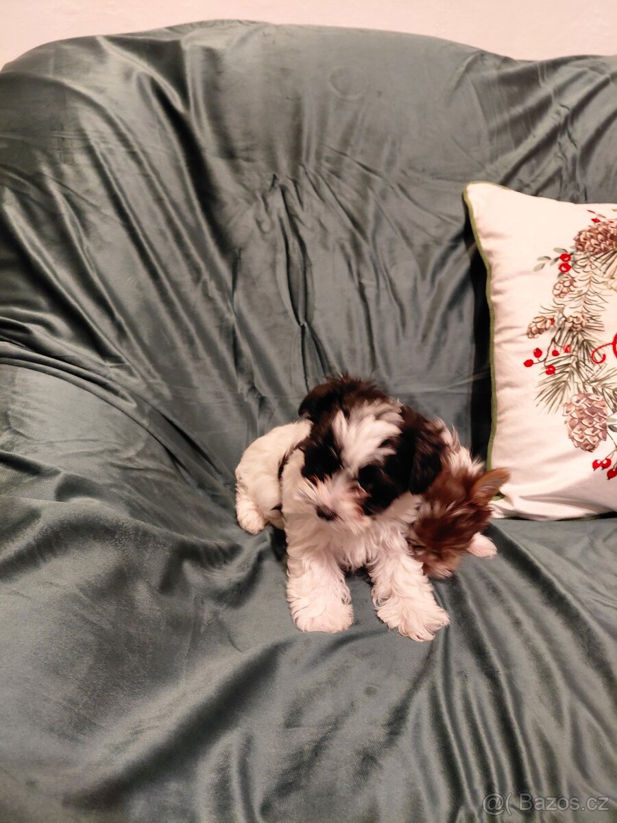 Jorkšírský teriér Biewer - 8