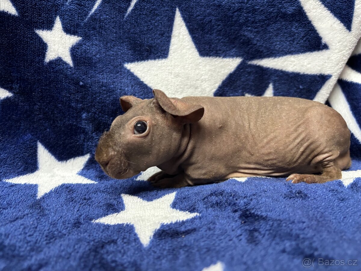 Skinny morče, samečci s PP - 8