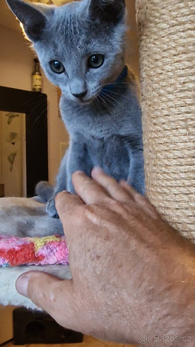 Ruska modrá koťátka s pp - 8