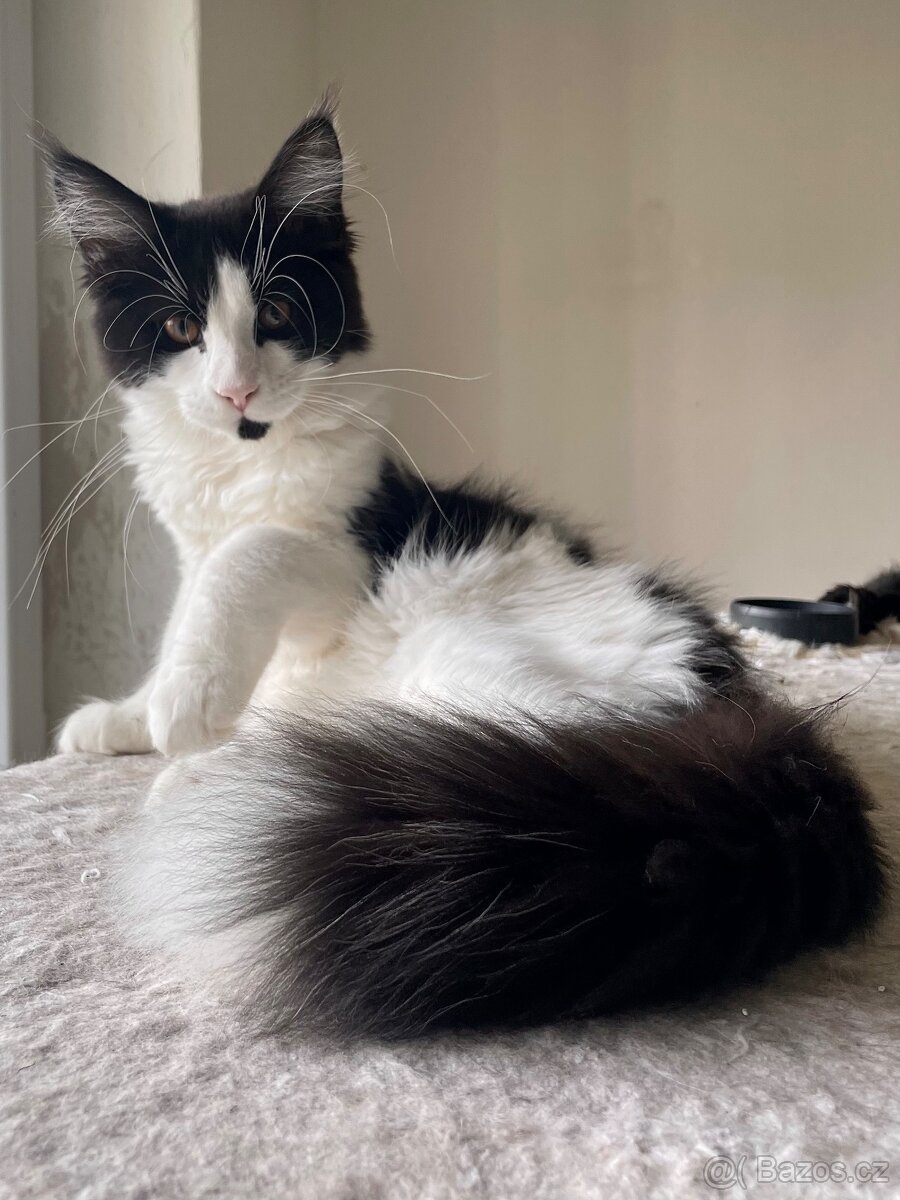 Mainská mývalí bez PP - 8