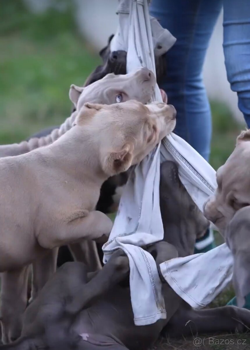 BANDOG, cane corso, doga, pitbull - 8