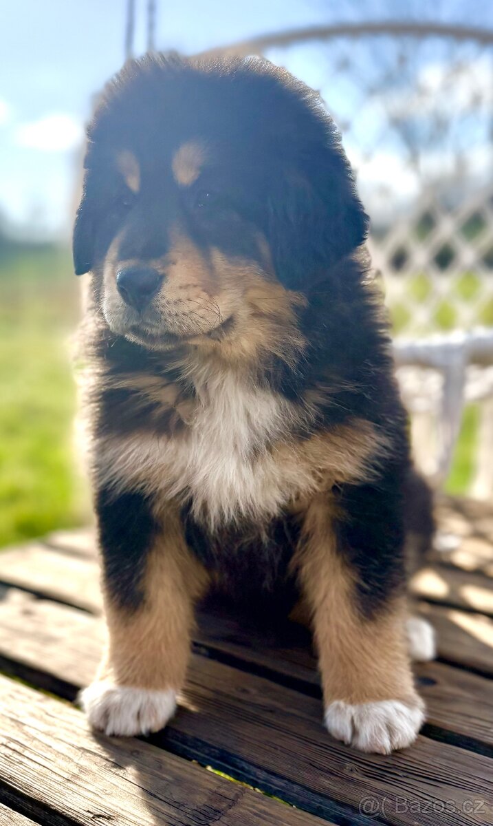 Tibetská doga - 8