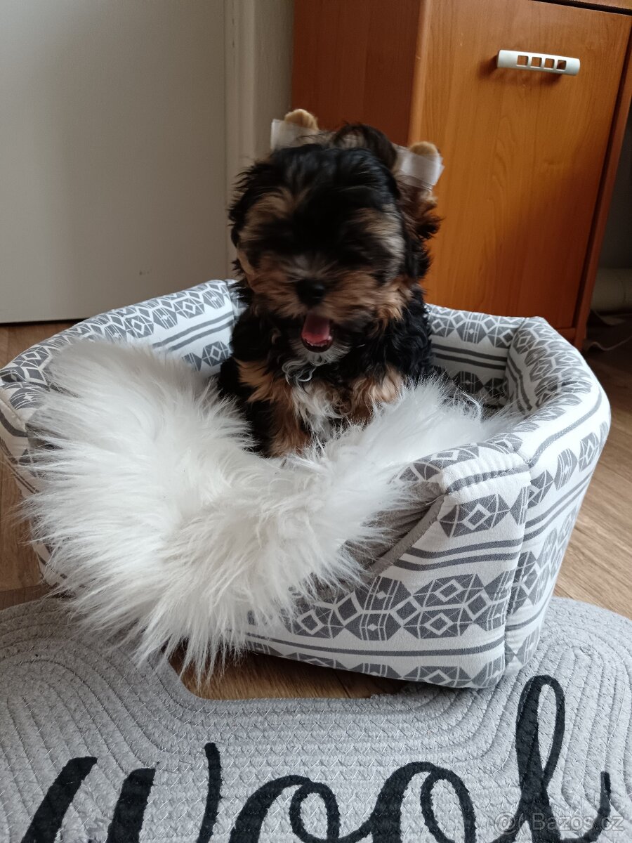 Jorkšírský teriér -štenátko - 8