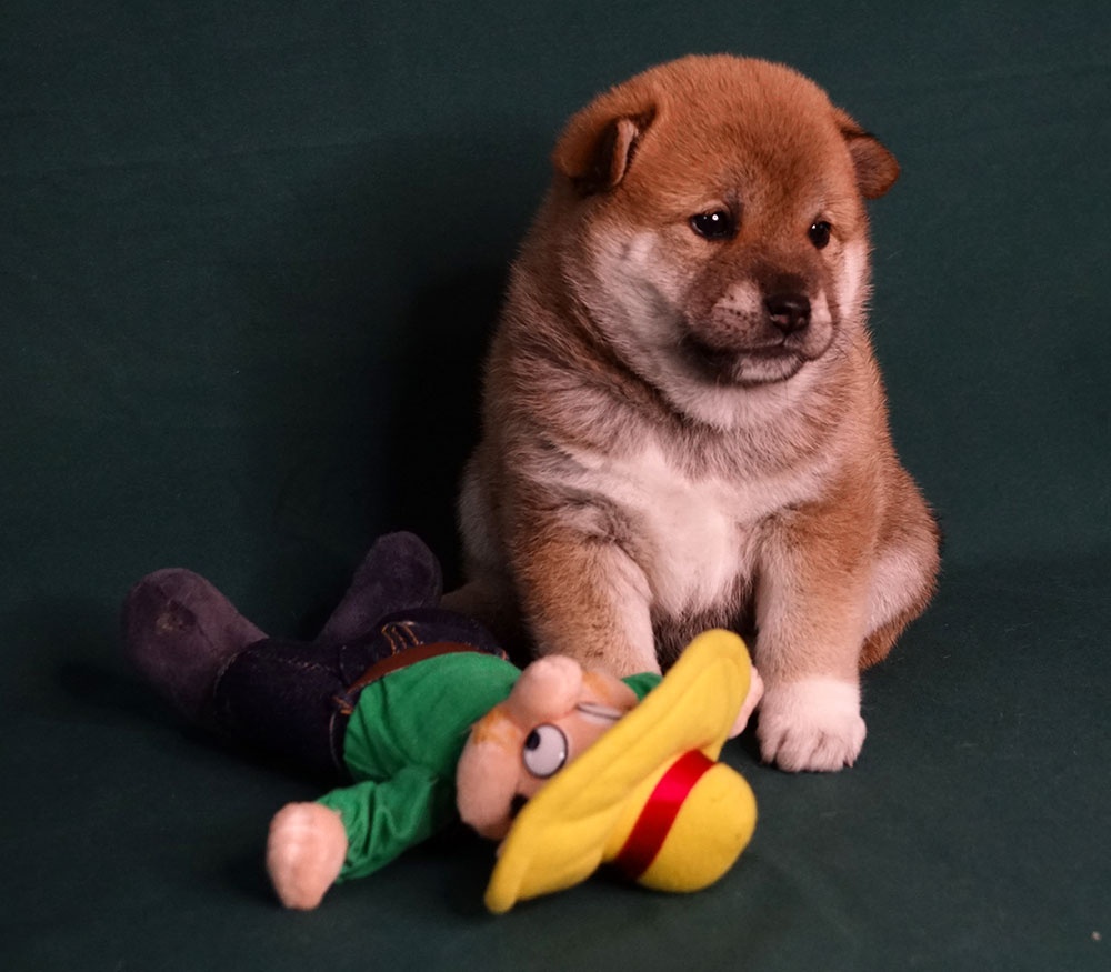 Shiba-Inu s PP FCI - 8