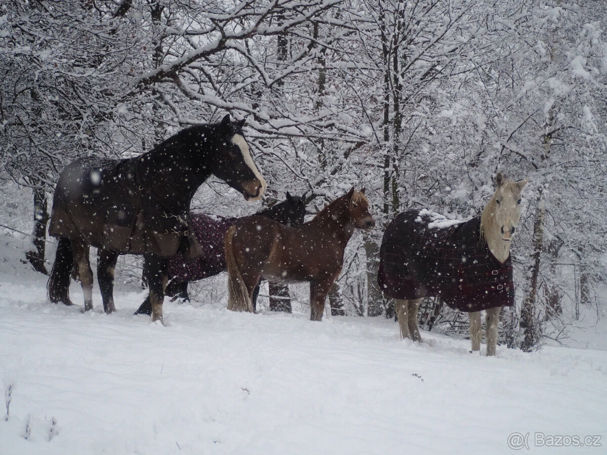 poník 125 cm KVH, 7 let, poloviční Hafling - 8
