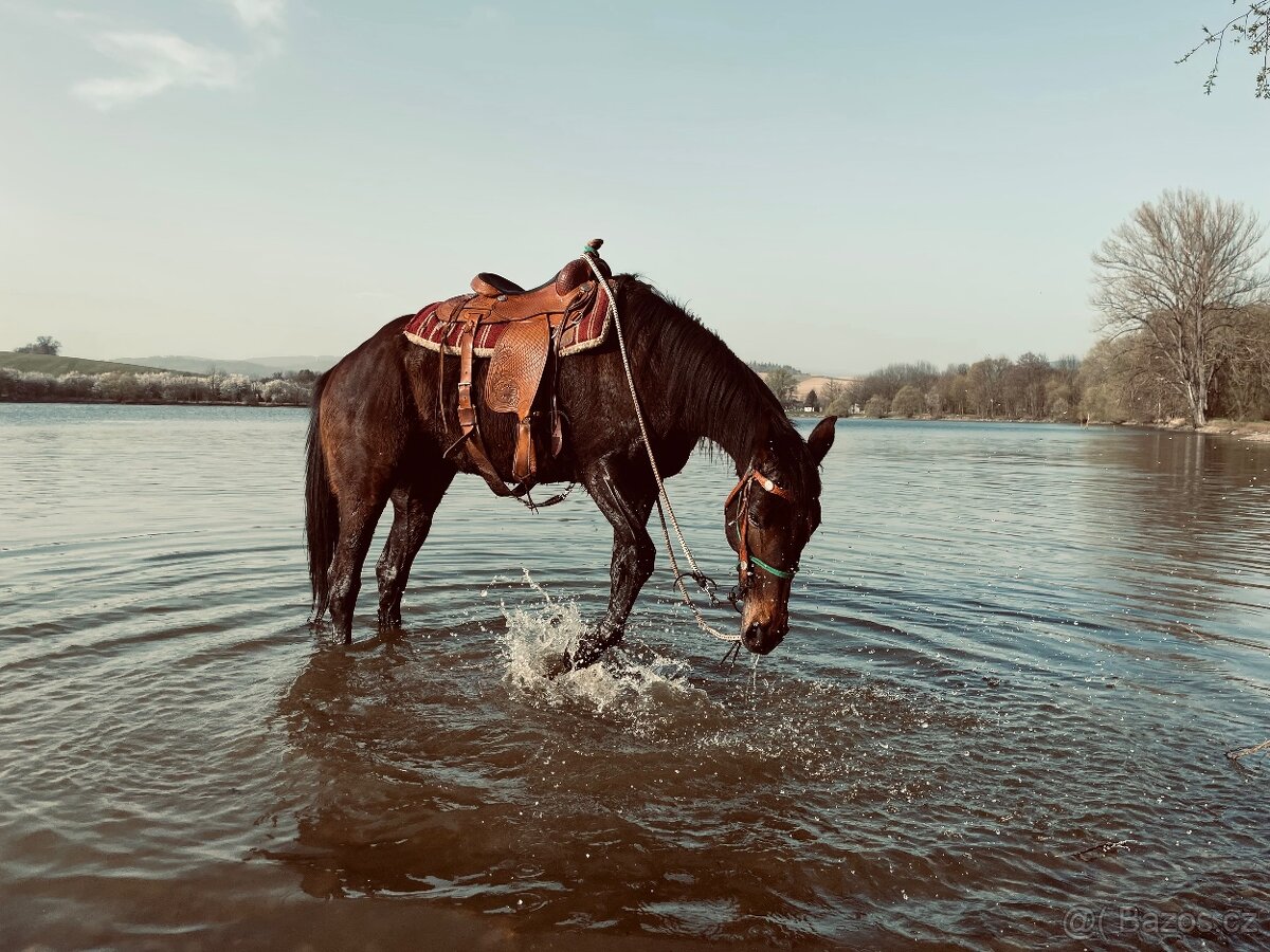 Klisna A1/1 9let - 8