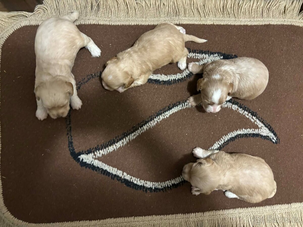 maltipo , maltipoo odber na mikuláša - 8