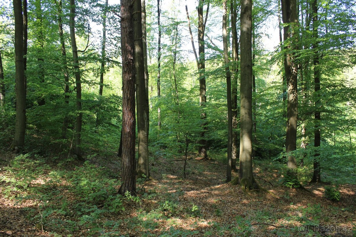 Prodej nevytěženého lesa u Luhačovic - 3,25 ha - 8