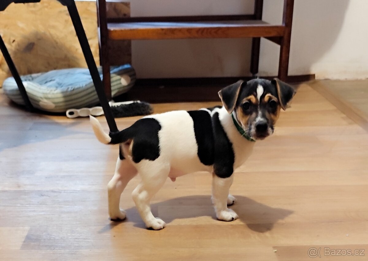 Jack Russell teriér - 8