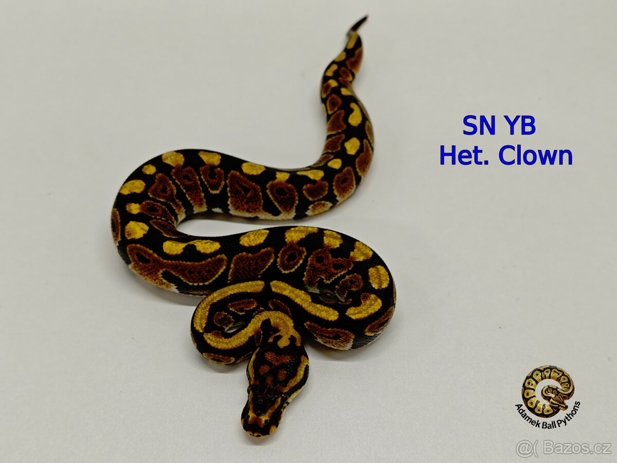 Krajta Královská - 8