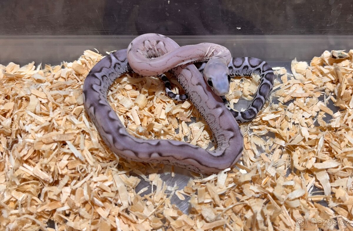 Užovka červená Scaleless - 8