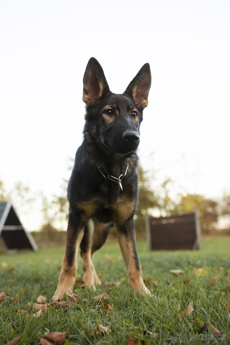 Německý ovčák s PP FCI - 8