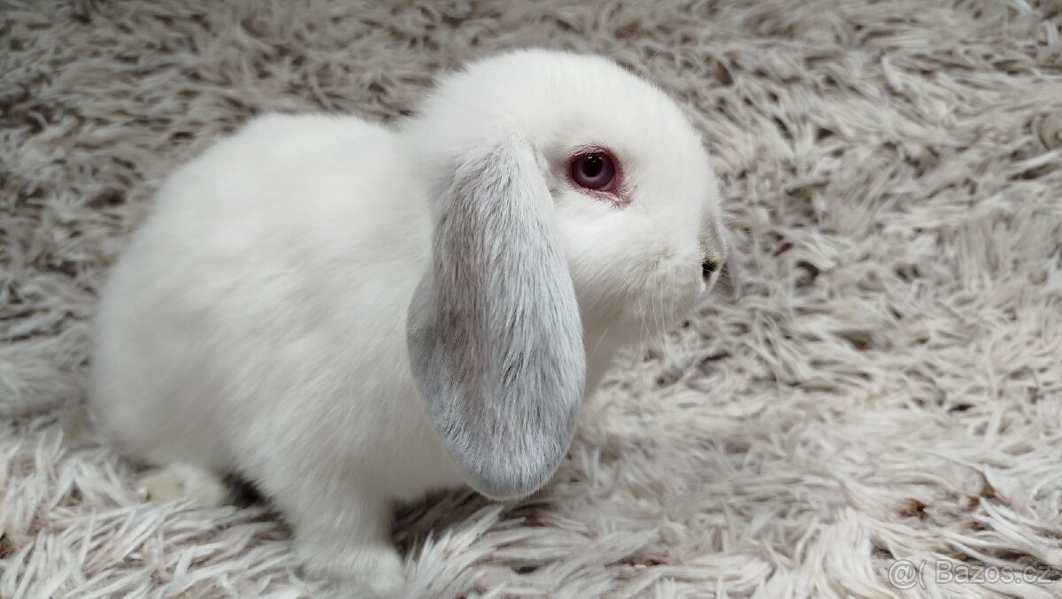 Zakrslý beránek, králíček, králík - MOLLY - 8