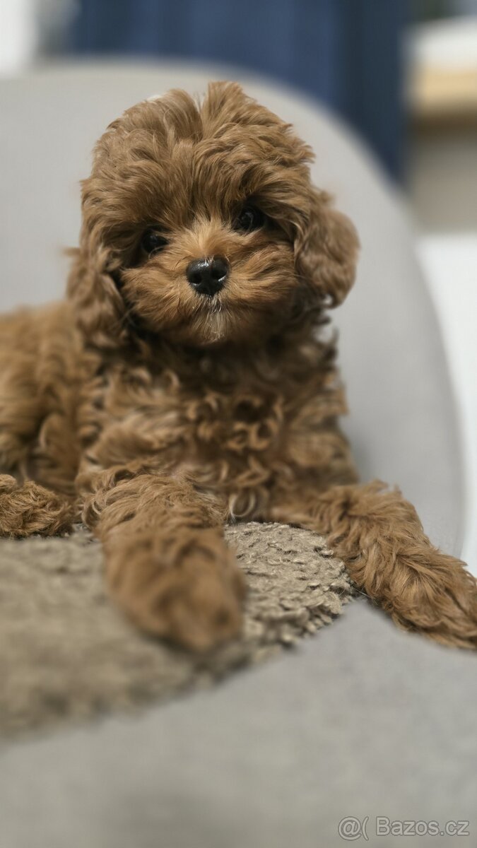 Cavapoo - 8