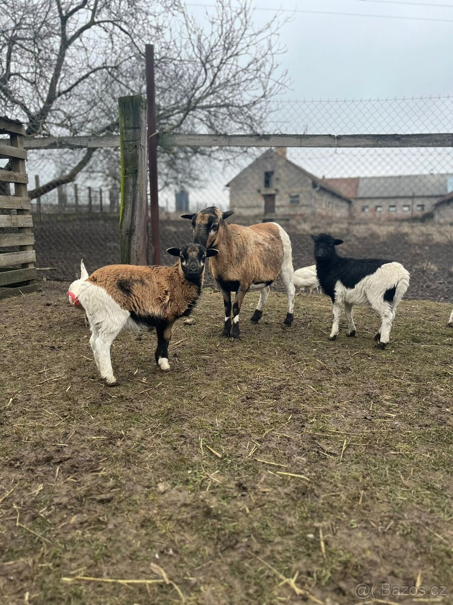 Ovce Kamerunská - jehňátka - 8