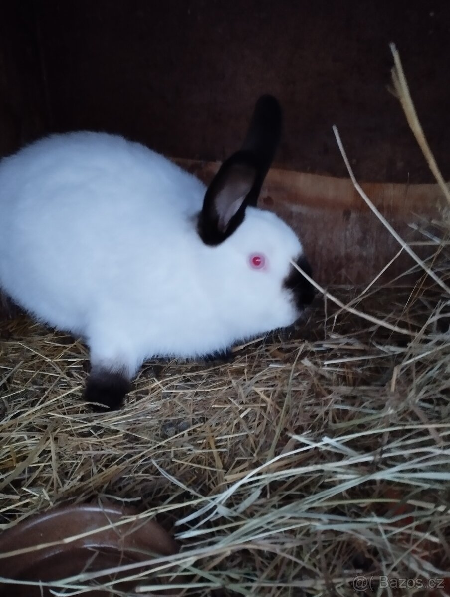 Prodám králíky.. - 8
