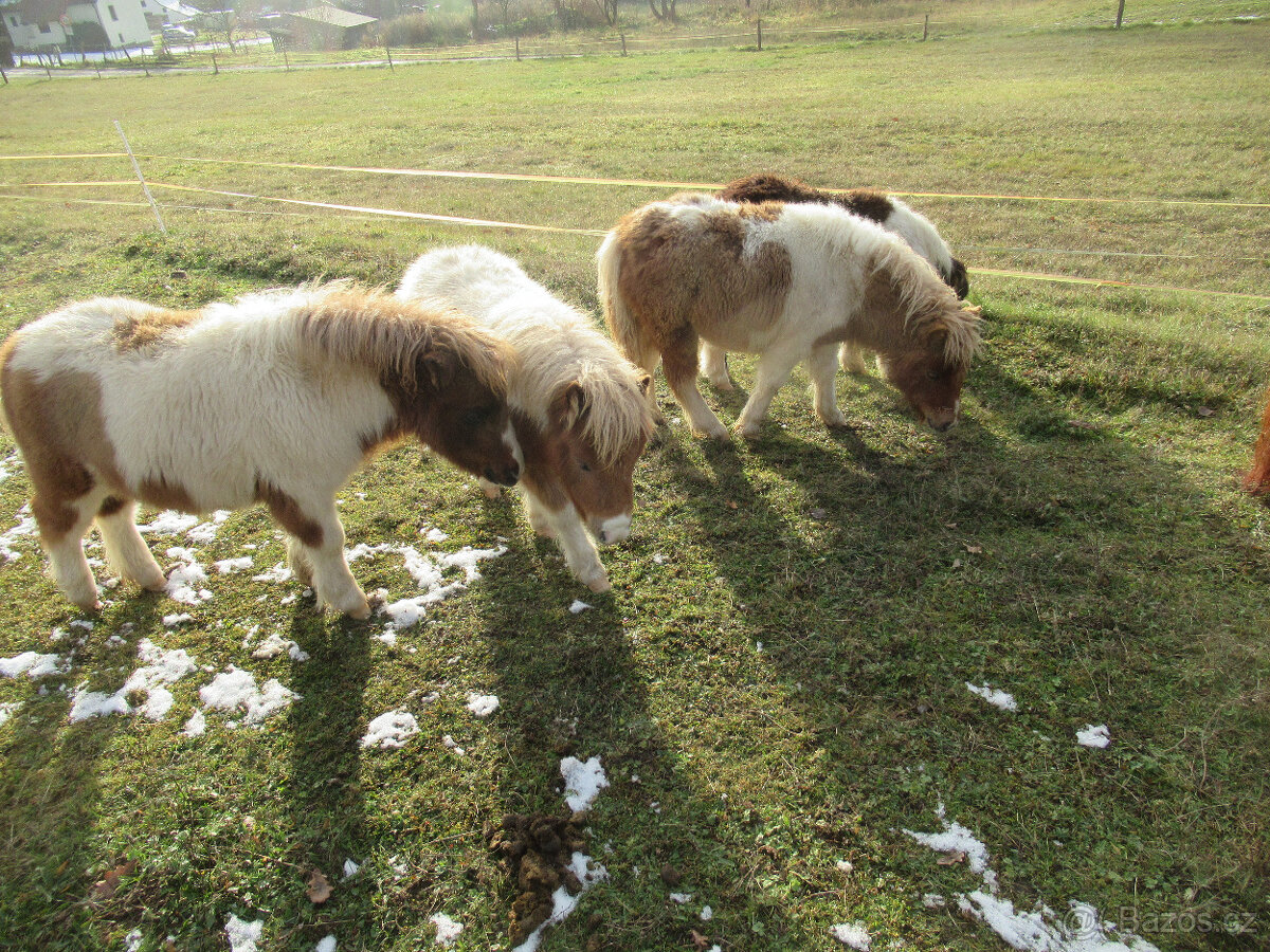Shetland pony mini - 8
