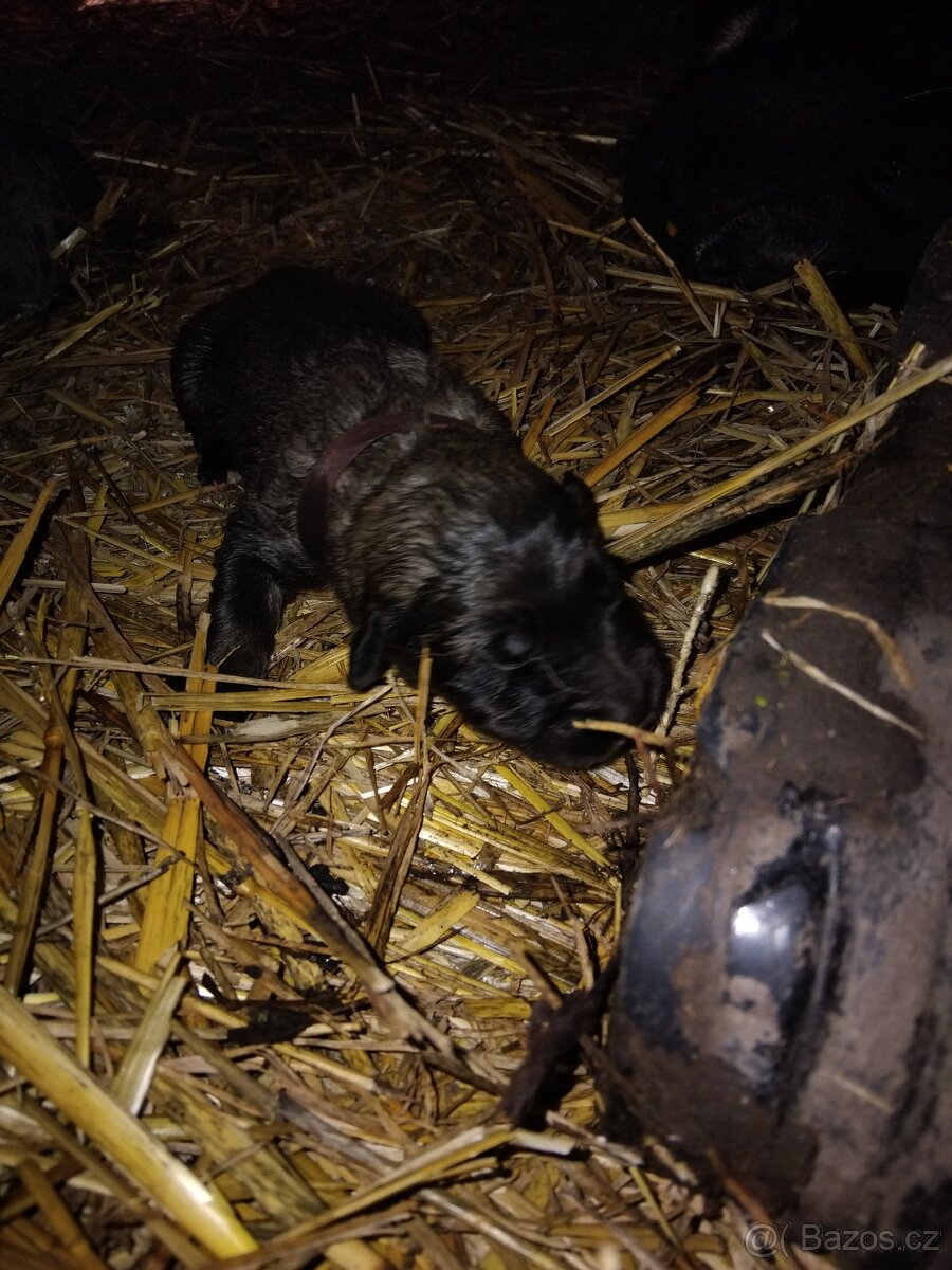 Kavkazský pastevecký pes - 8