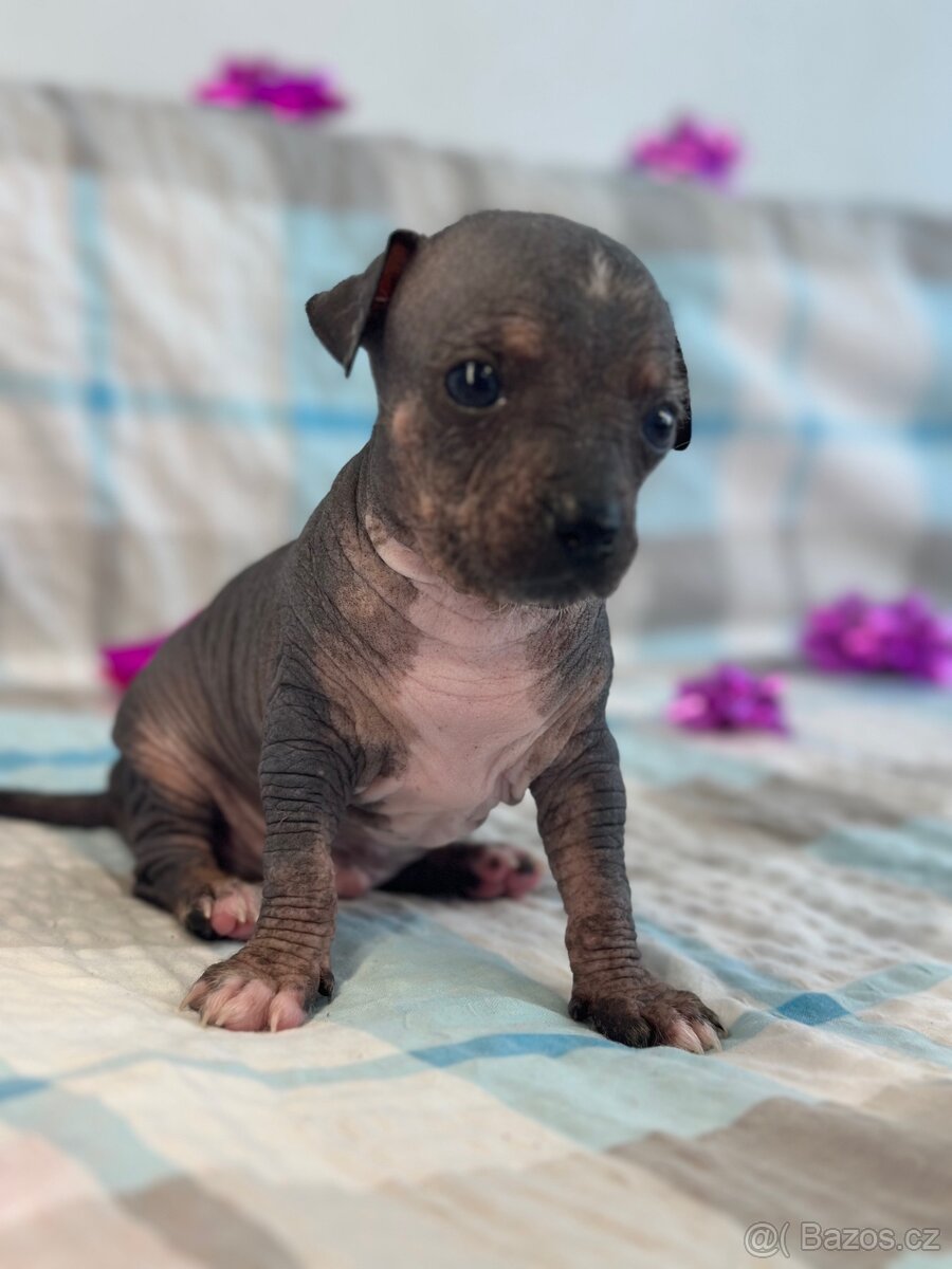 Hairless čivava - naháč - 8