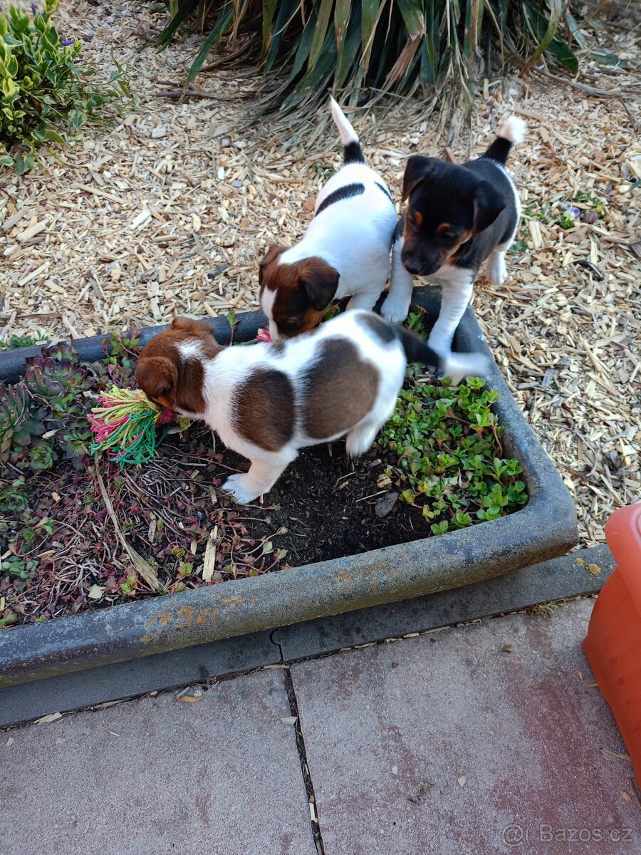 Jack Russel terier - 8