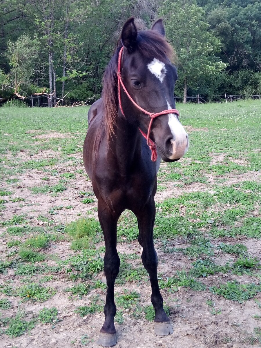Žrebček Shagya arab - 8