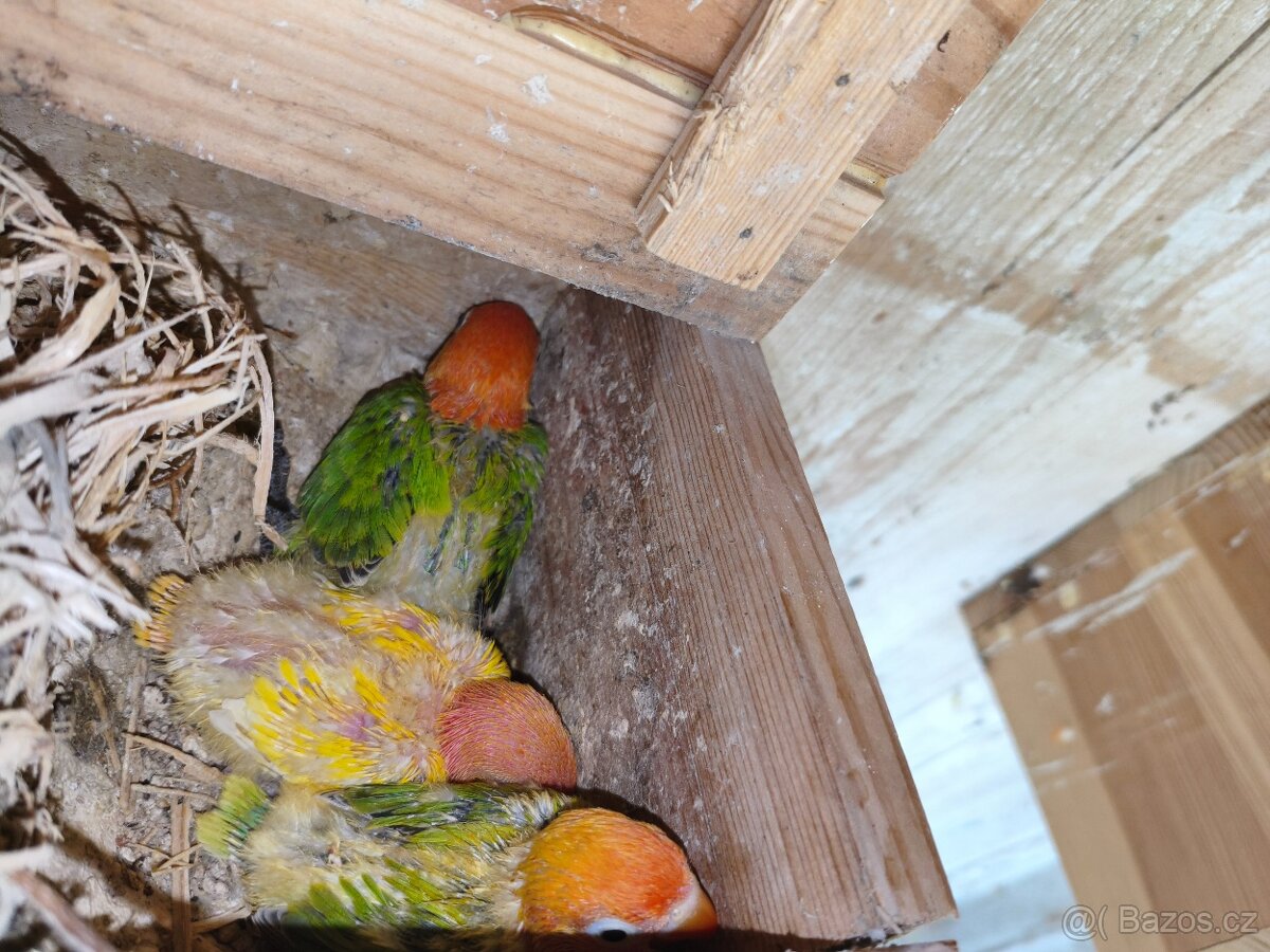 Agapornis fischeri - 8