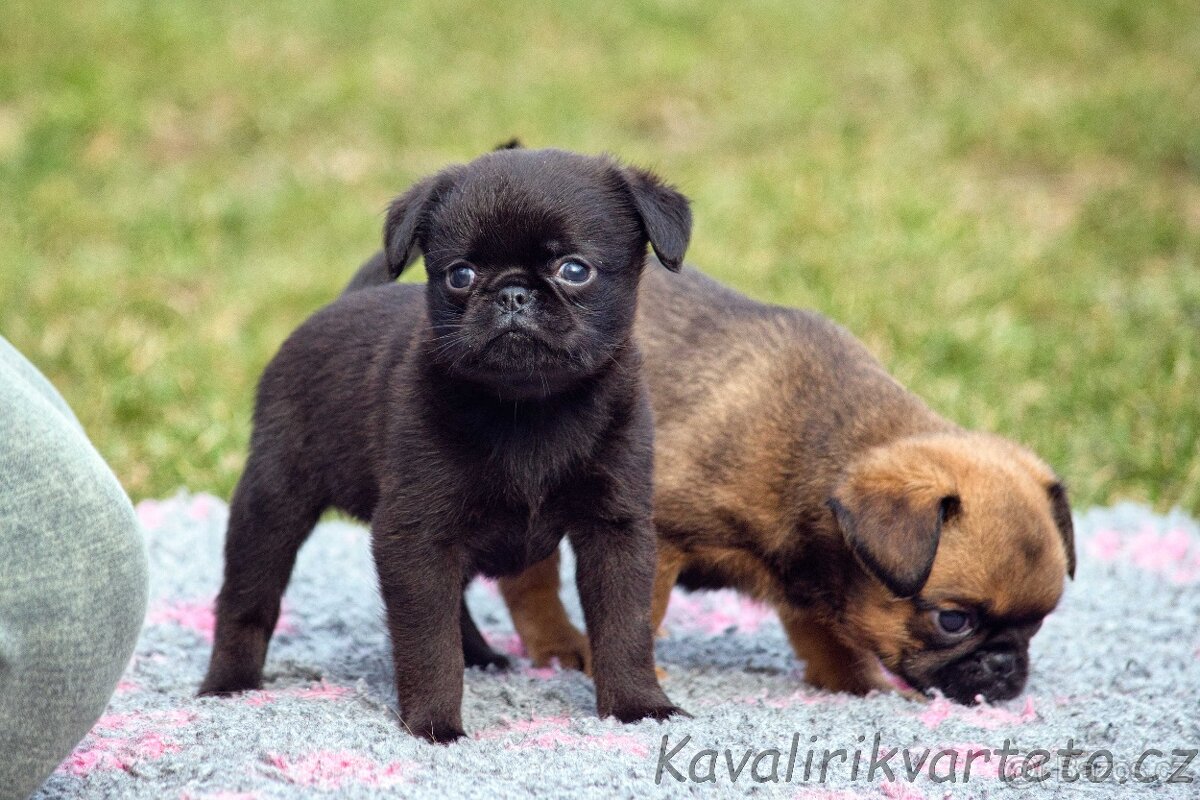 Brabantík s PP - pejsek - 8